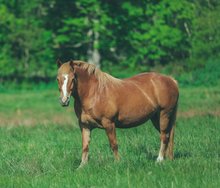 paardentaxatie 